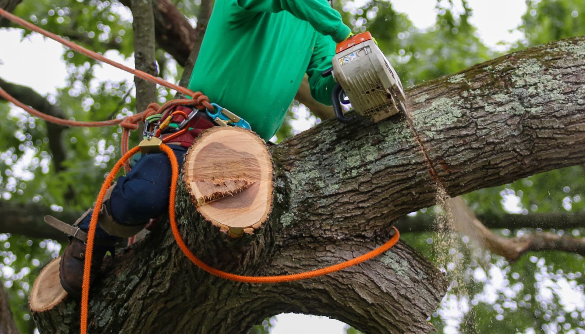 Relax with Rochester best tree removal.