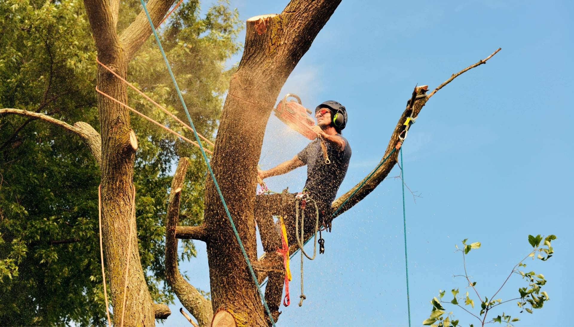 Rochester tree removal experts solve tree issues.