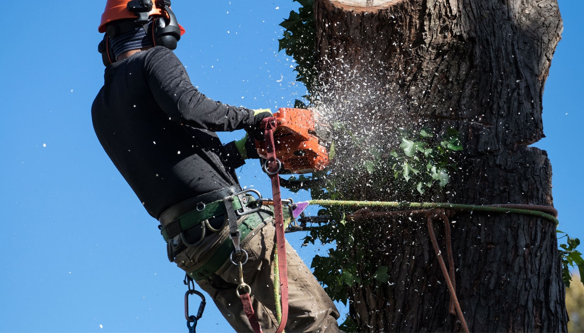 Professional Tree removal solutions in Rochester