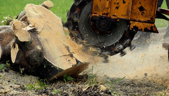 Image Center City Tree Service