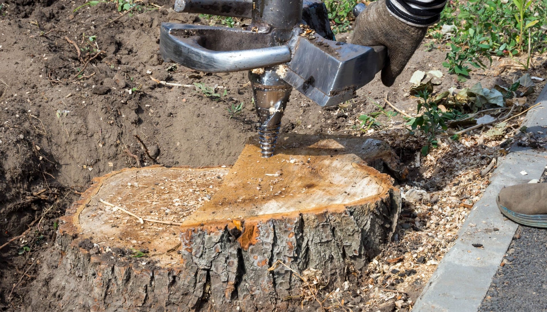 Rochester Tree stump removal